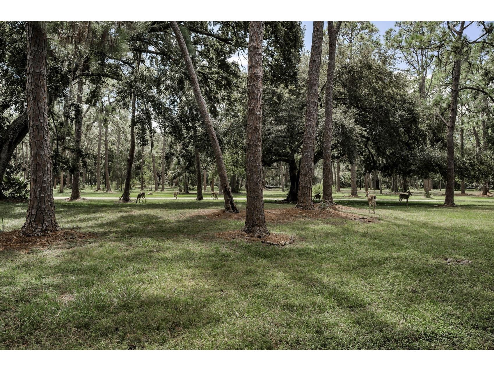 3164 Brooker Creek Way Palm Harbor FL 34685 TB8486837 image56