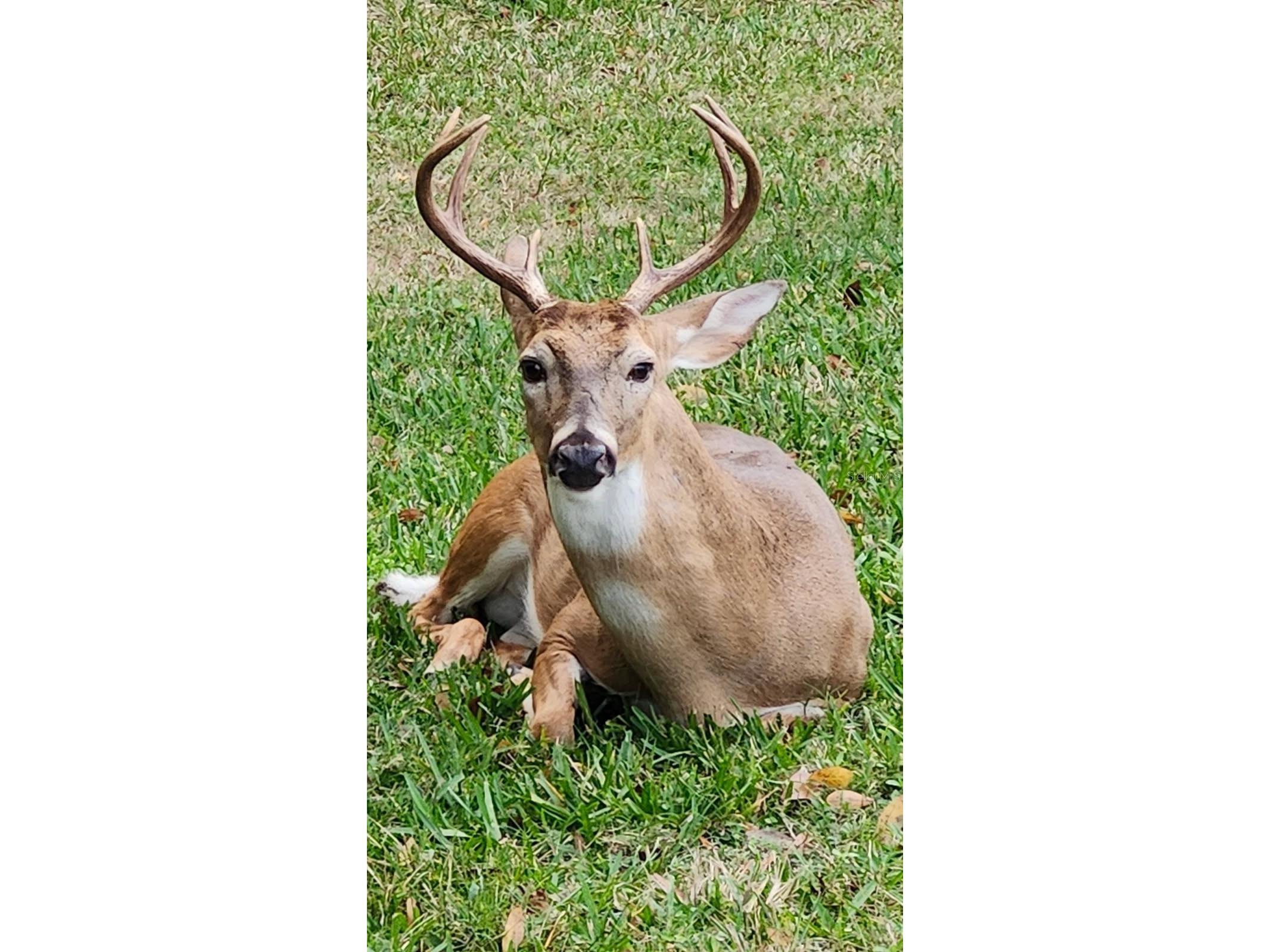 3171 Dick Wilson Drive Sarasota FL 34240 A4681698 image27