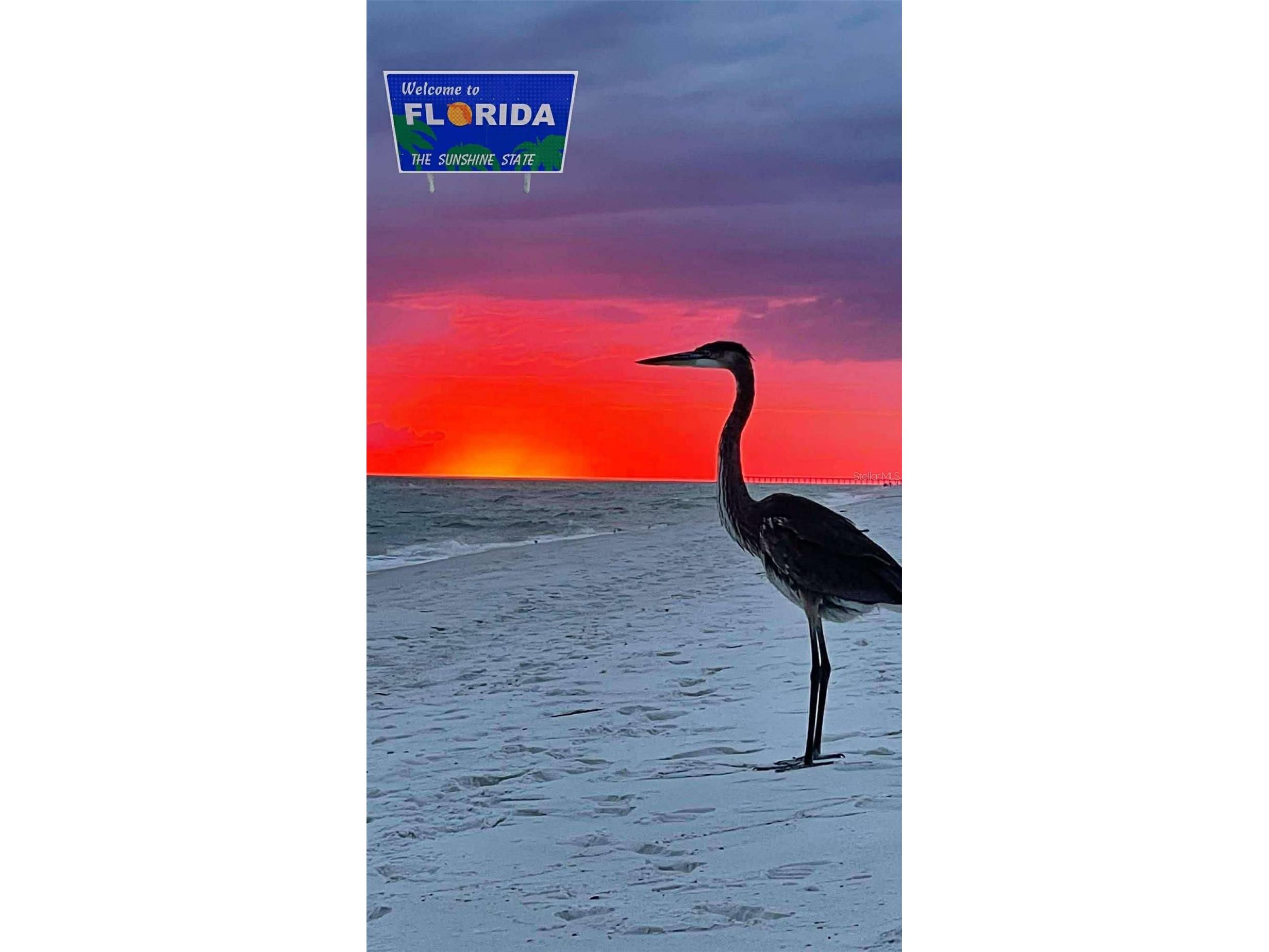 31726 Cabana Rye Avenue San Antonio FL 33576 TB8489550 image73