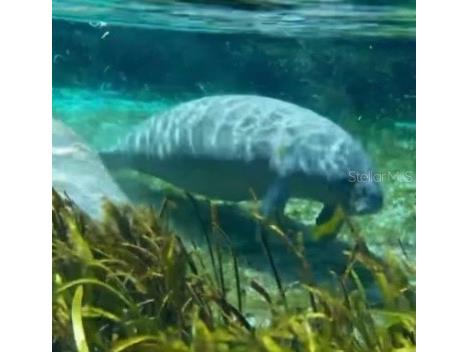 3175 NE 102nd Avenue Road Silver Springs FL 34488 OM713905 image22