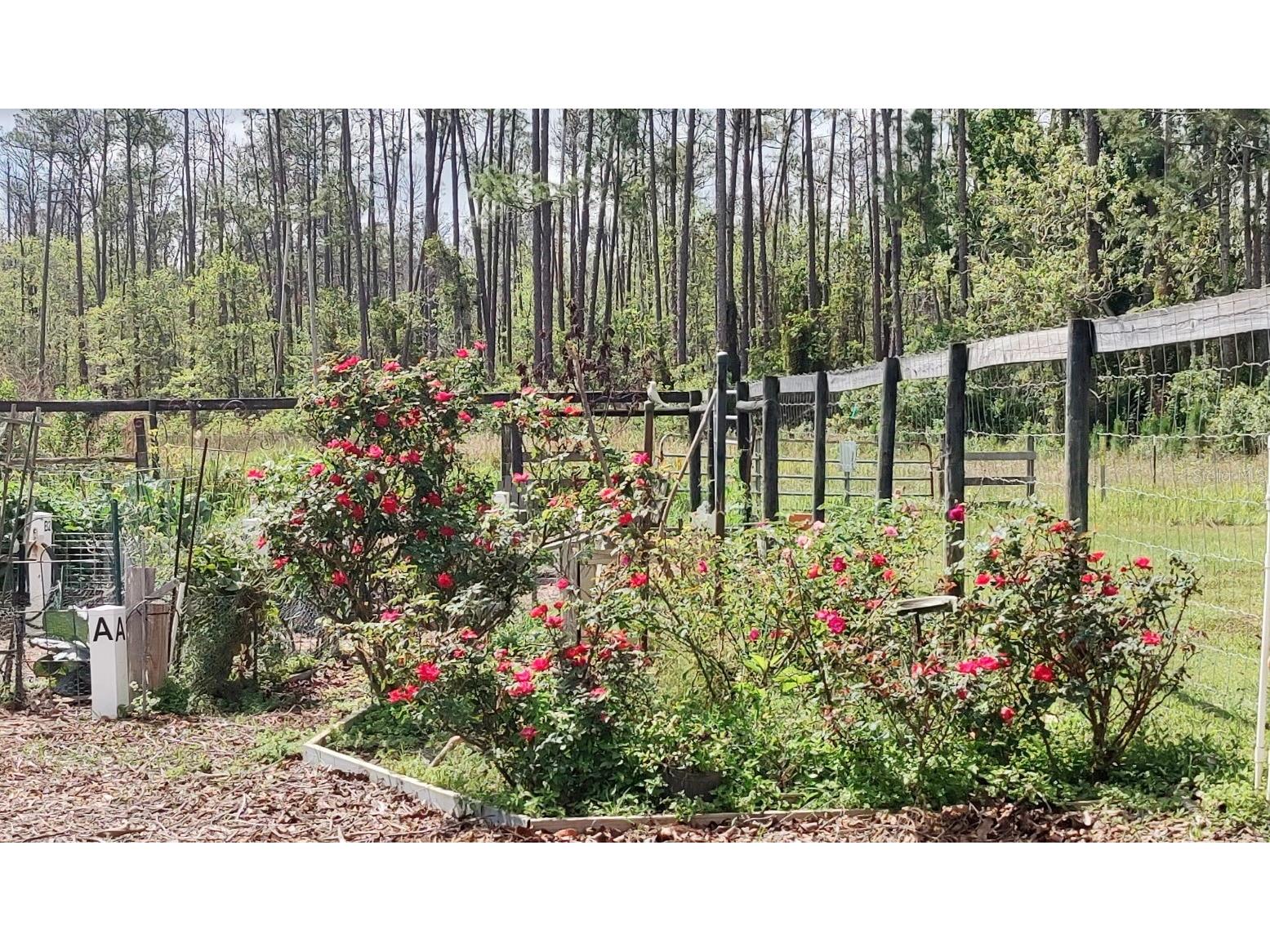 3184 Songbird Circle Harmony FL 34773 - BUCK LAKE AND CAT LAKE S5129784 image53