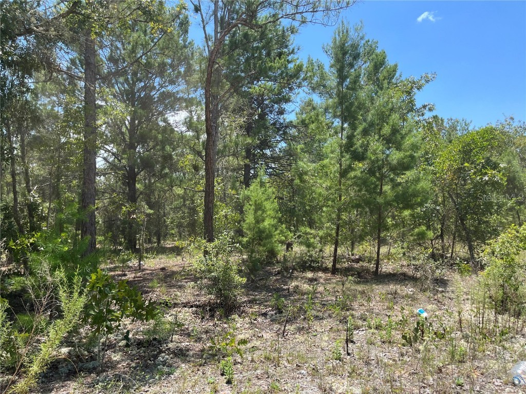 319 Himalayan Street Interlachen FL 32148 OK224284 image1