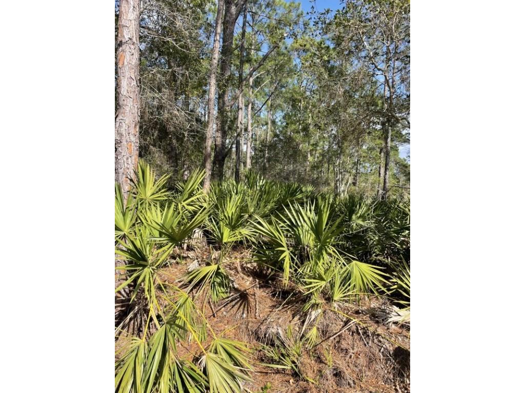 32 Fyfe Avenue Debary FL 32713 A4668838 image2