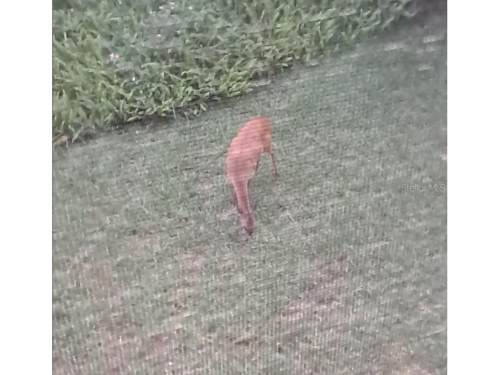 32 Navarra Court Saint Augustine FL 32086 FC313332 image47