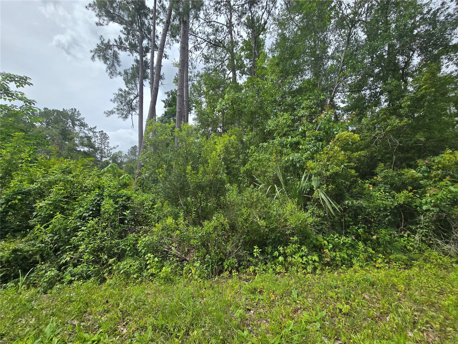 320 Sequoia Drive Ocklawaha FL 32179 OM726213 image1