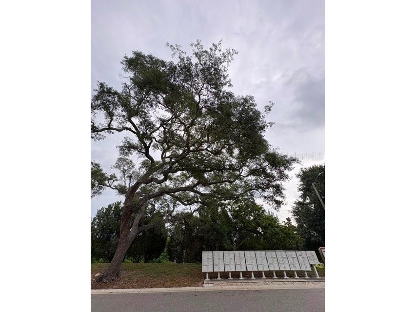 3204 Brigadoon Drive Clearwater FL 33759 A4693196 image40