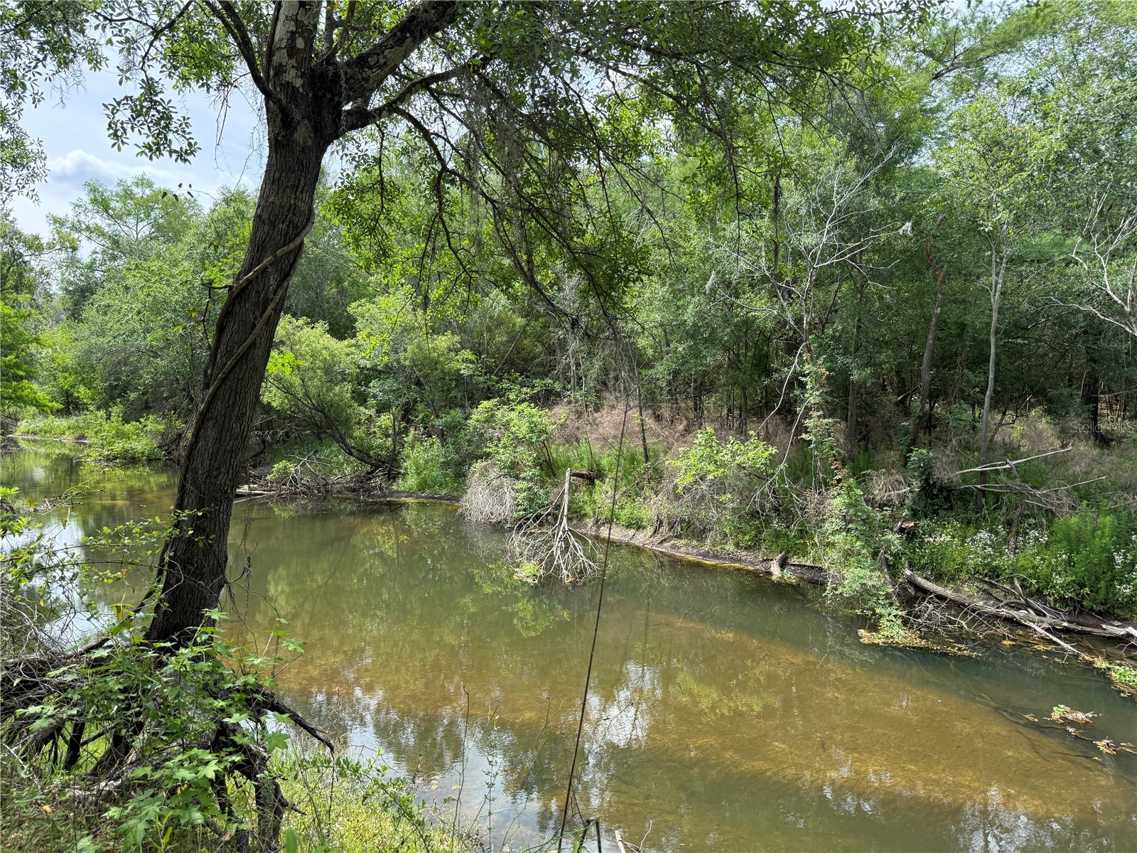 3205 Park Dr Dade City FL 33523 - WITHLACOOCHEE RIVER TB8500113 image1