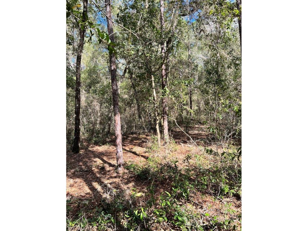 321 E Marquette Lane Citrus Springs FL 34434 U8192458 image1