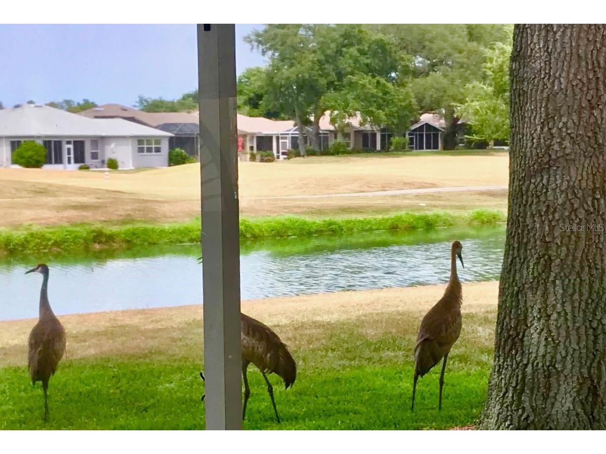 321 Ranchwood Drive Leesburg FL 34748 G5093172 image48