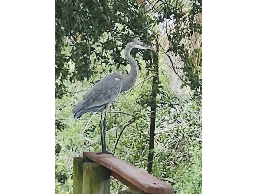 321 Ravenna Street N Nokomis FL 34275 - SHAKETT CREEK G5094419 image15