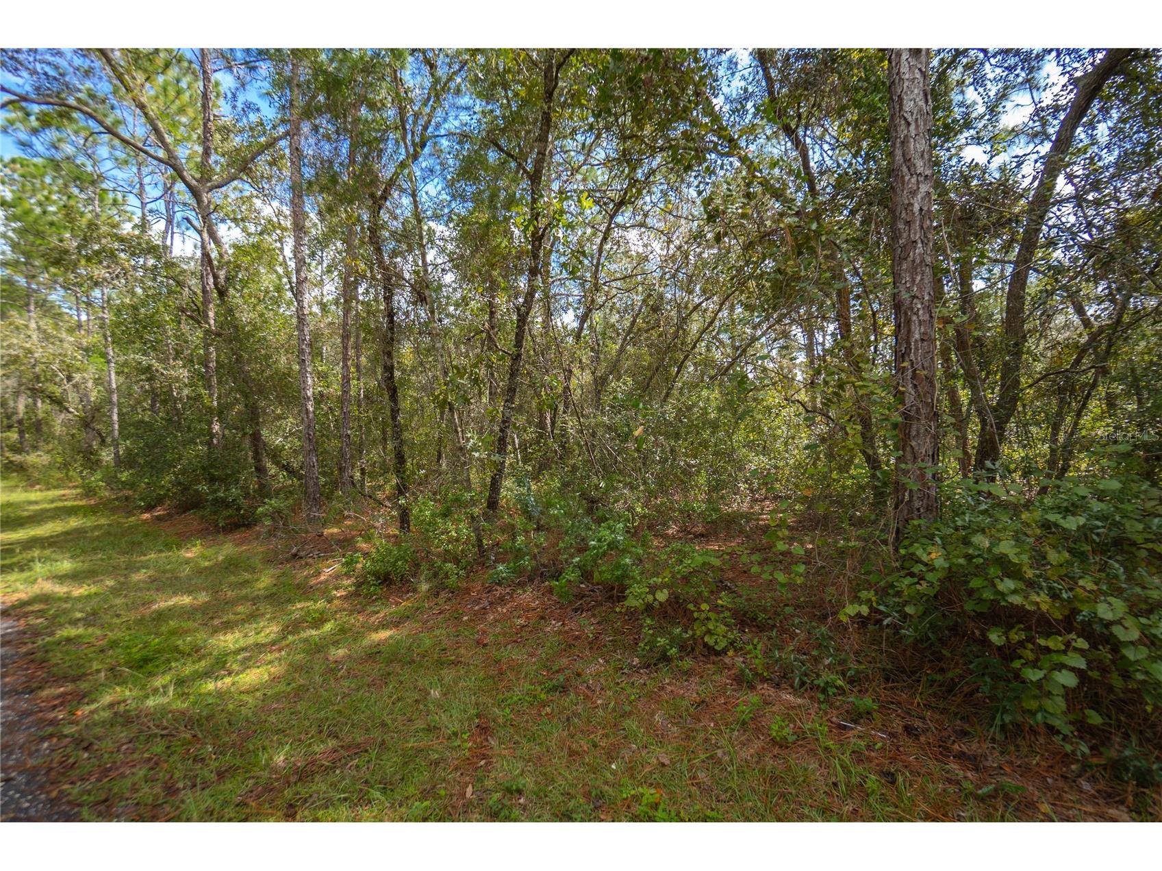 3210 E Michael Street Inverness FL 34453 W7883407 image2