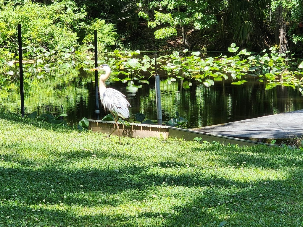 32108 Holopaw Trail Sorrento FL 32776 O6370992 image28