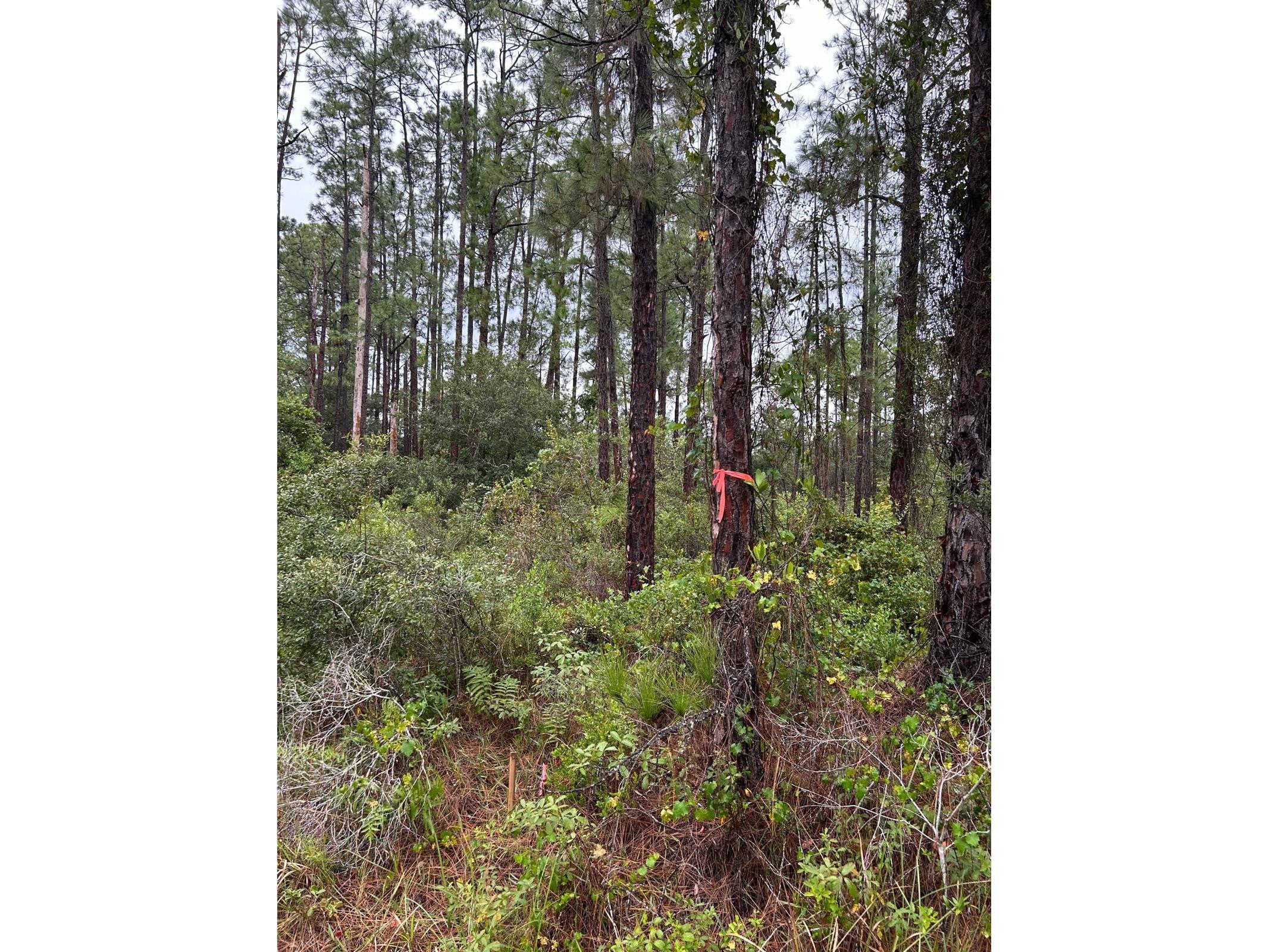 3215 66th Street W Lehigh Acres FL 33971 TB8499195 image1