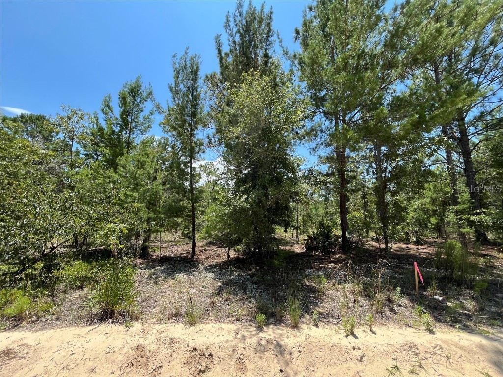 323 Himalayan Street Interlachen FL 32148 OK224718 image1