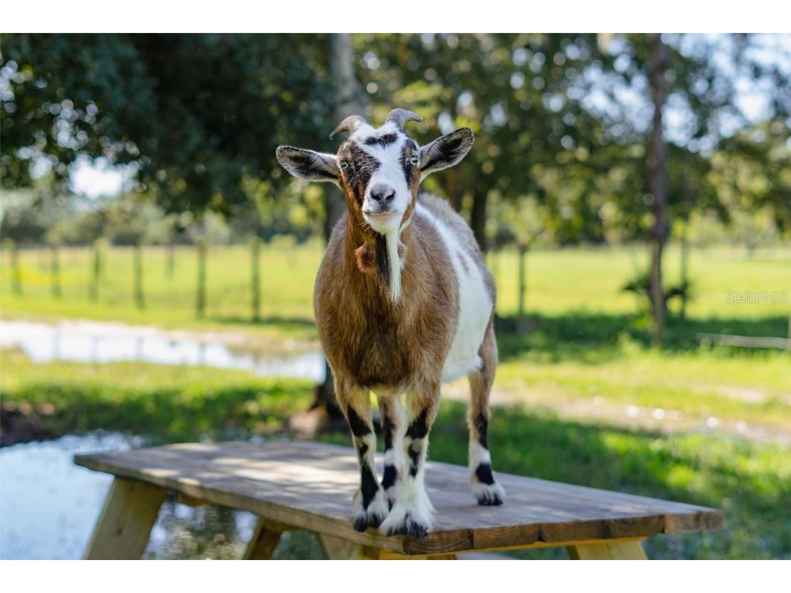 3230 Pheasant Trail Mims FL 32754 O6346789 image70