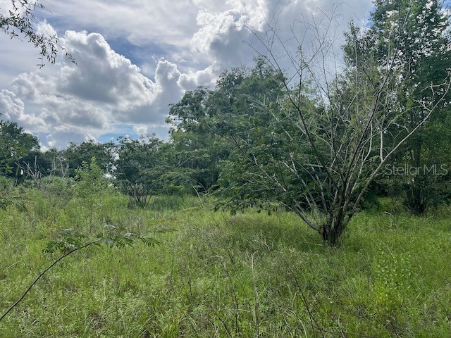 3231 NE Hwy 41 Williston FL 32696 OM649657 image25