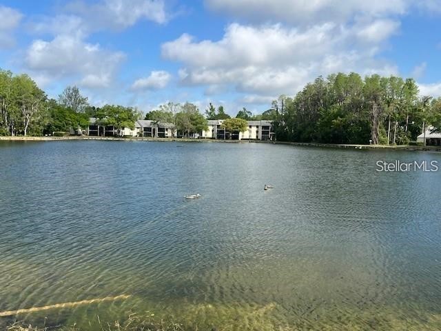 3232 Lake Pine Way E #C1 Tarpon Springs FL 34688 TB8482494 image27