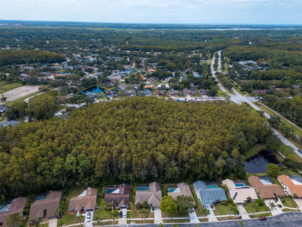 3238 Glenridge Drive Palm Harbor FL 34685 TB8438948 image53