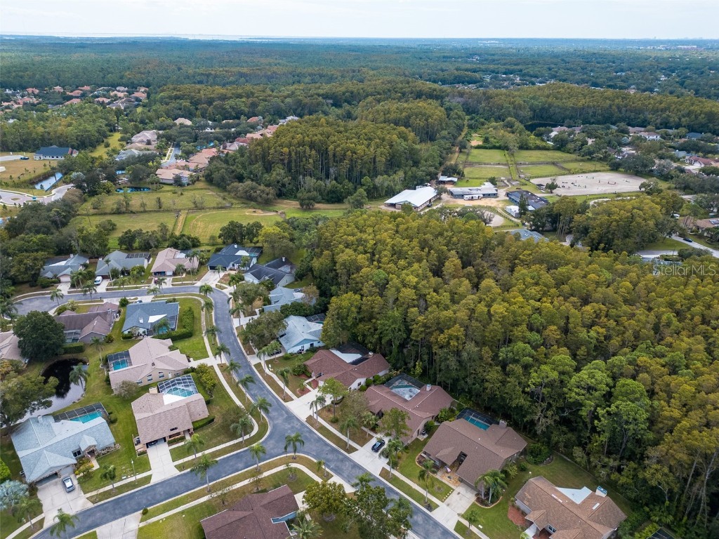 3238 Glenridge Drive Palm Harbor FL 34685 TB8438948 image59