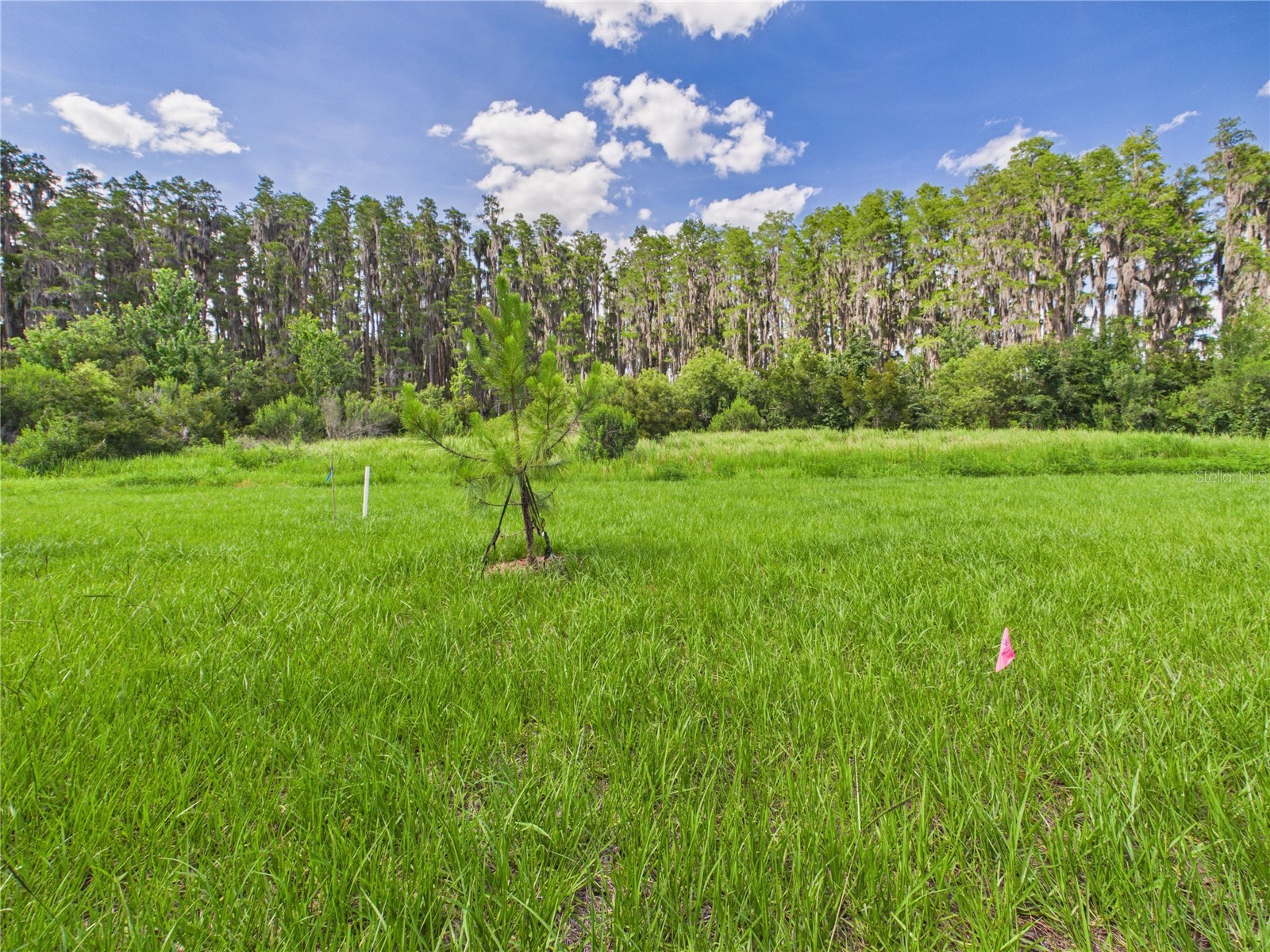 32519 Welling Blade Loop Wesley Chapel FL 33545 TB8517072 image52