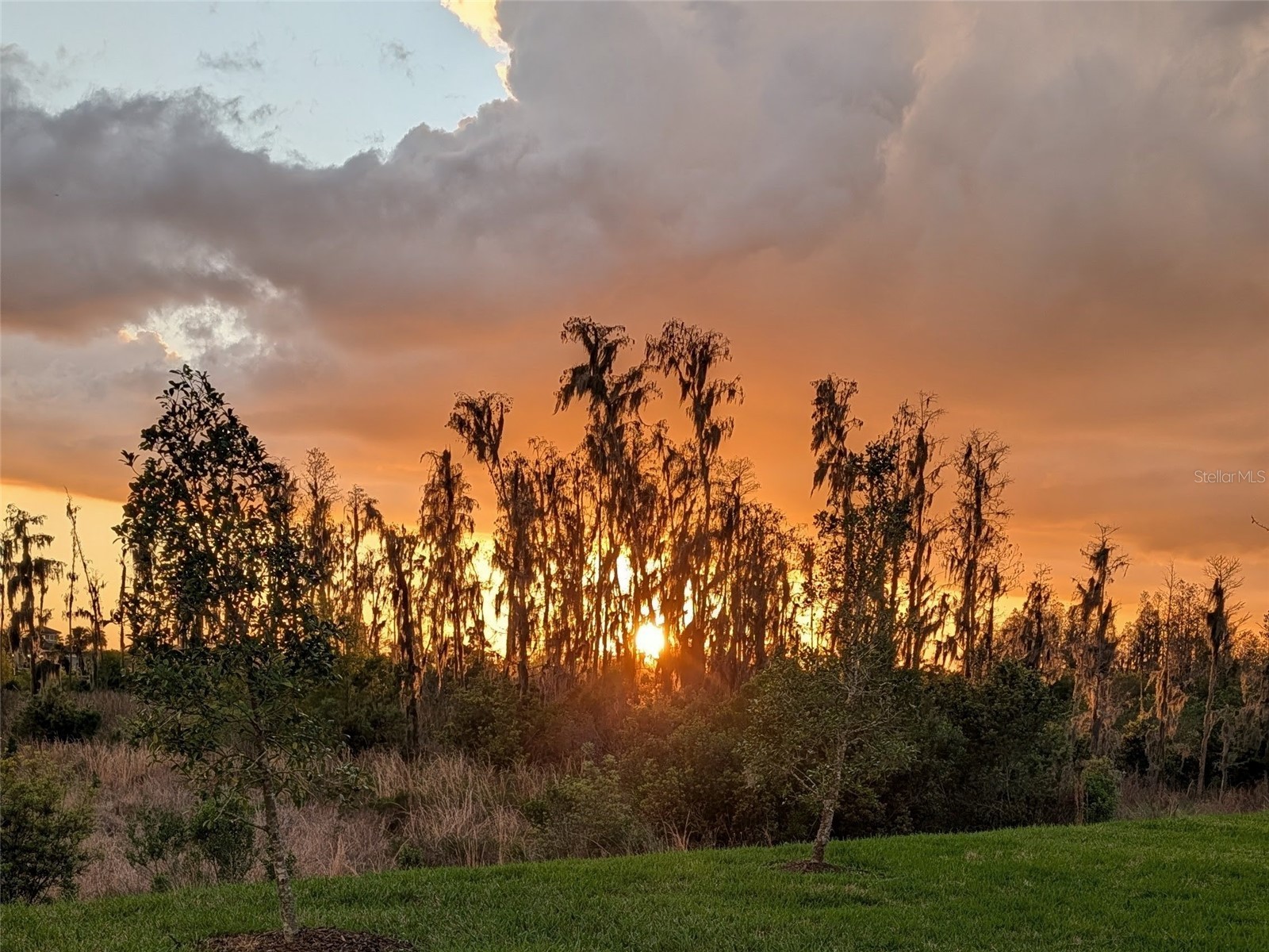32558 Tree Of Life Avenue Wesley Chapel FL 33543 TB8490119 image73