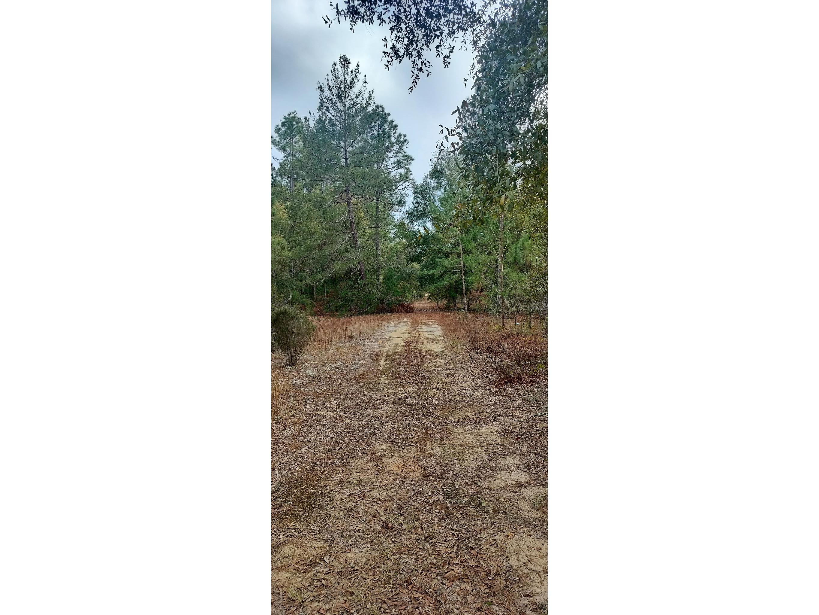 326 Elm Trail Interlachen FL 32148 TB8480353 image2