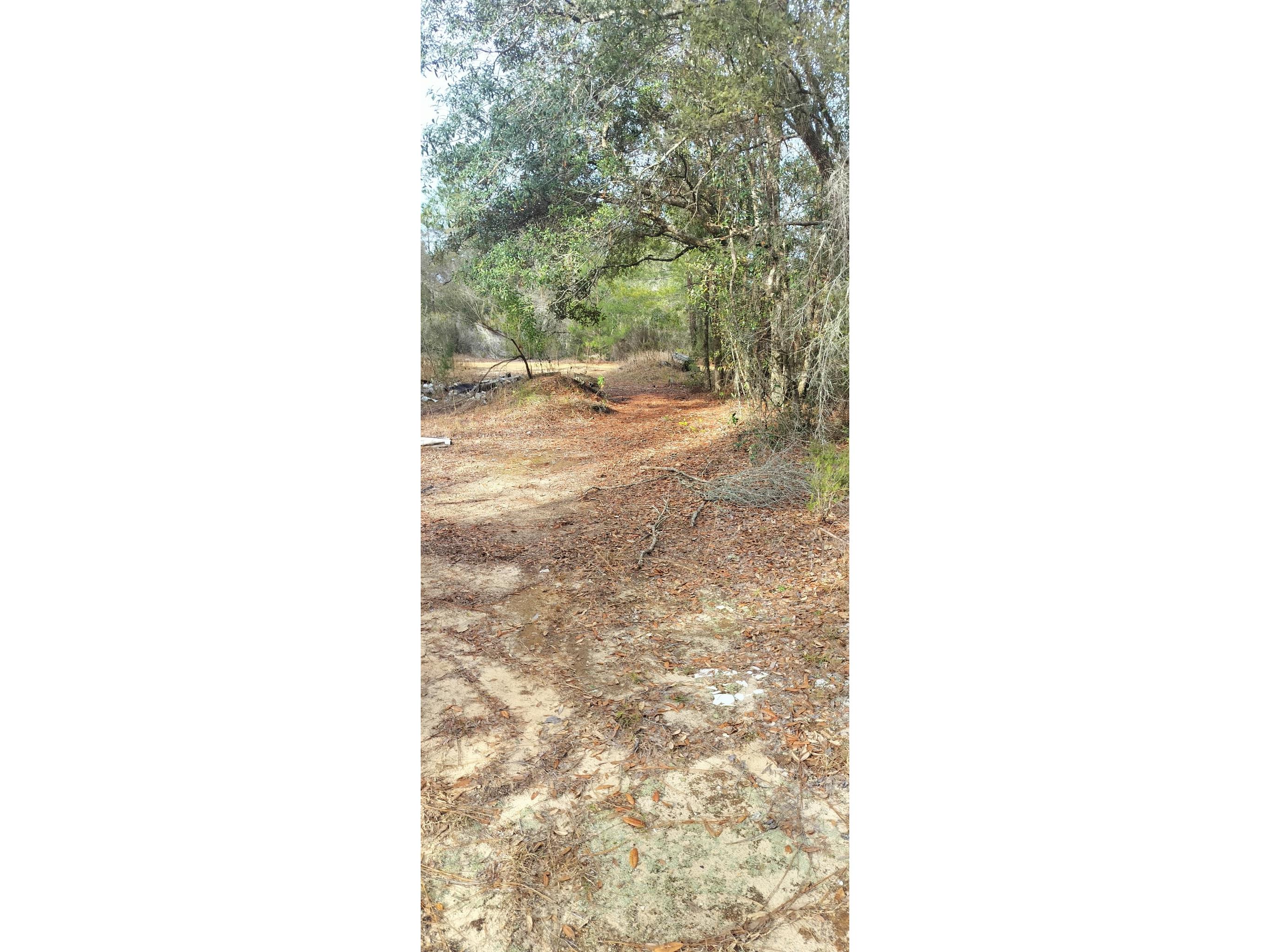 326 Elm Trail Interlachen FL 32148 TB8480353 image3