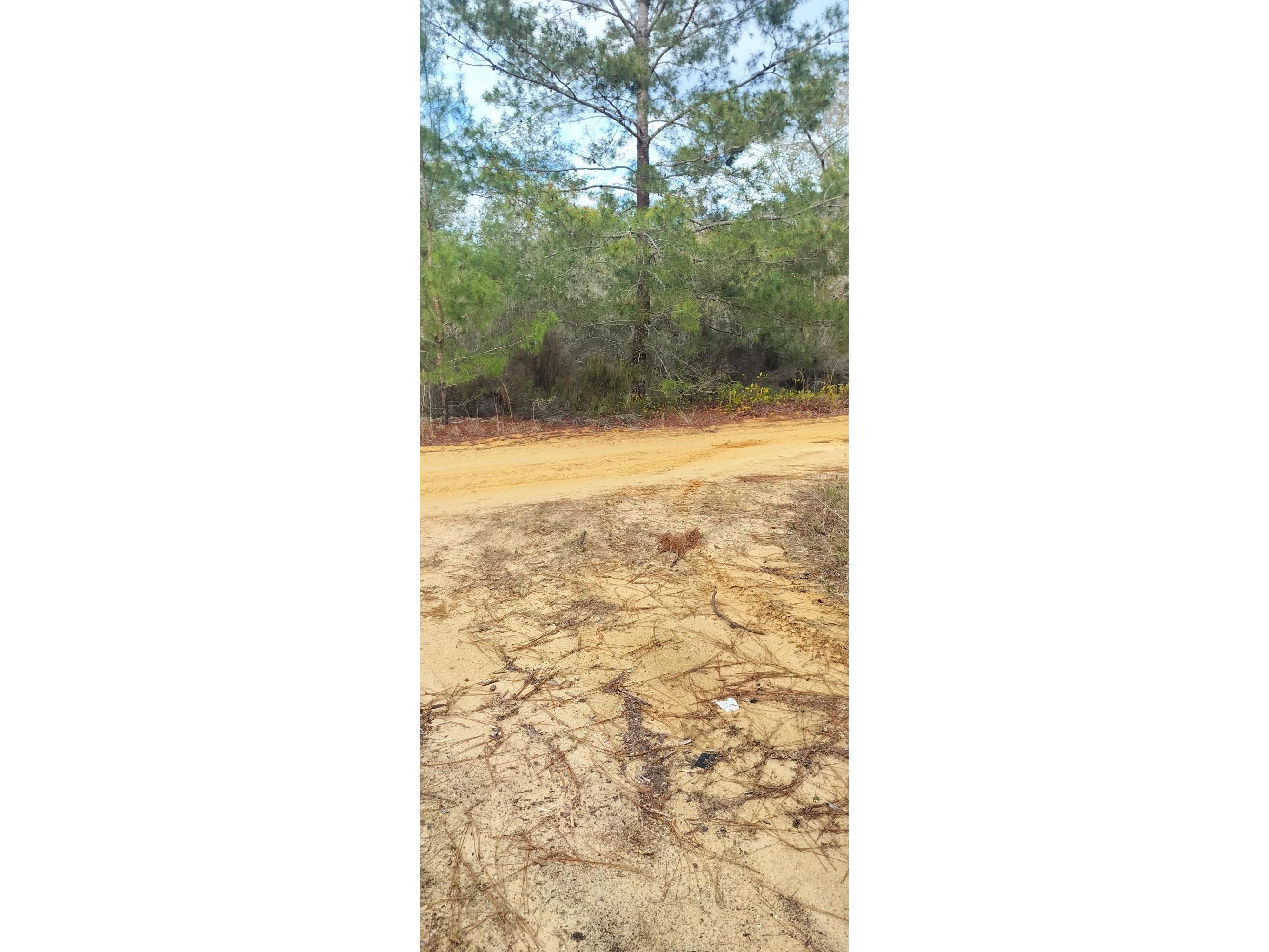 326 Elm Trail Interlachen FL 32148 TB8480353 image5