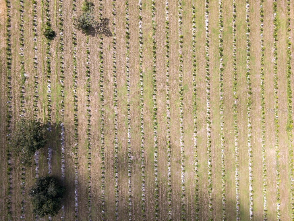 32715 Singletary Road Myakka City FL 34251 A4668501 image10