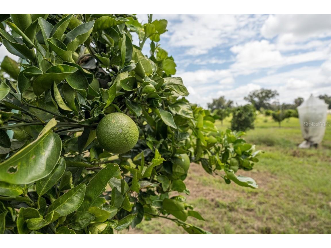 32715 Singletary Road Myakka City FL 34251 A4668501 image15