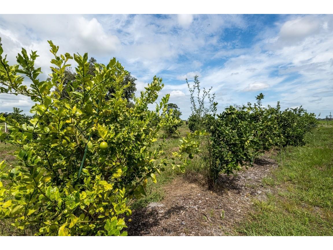 32715 Singletary Road Myakka City FL 34251 A4668501 image16