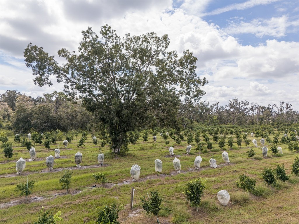 32715 Singletary Road Myakka City FL 34251 A4668501 image49