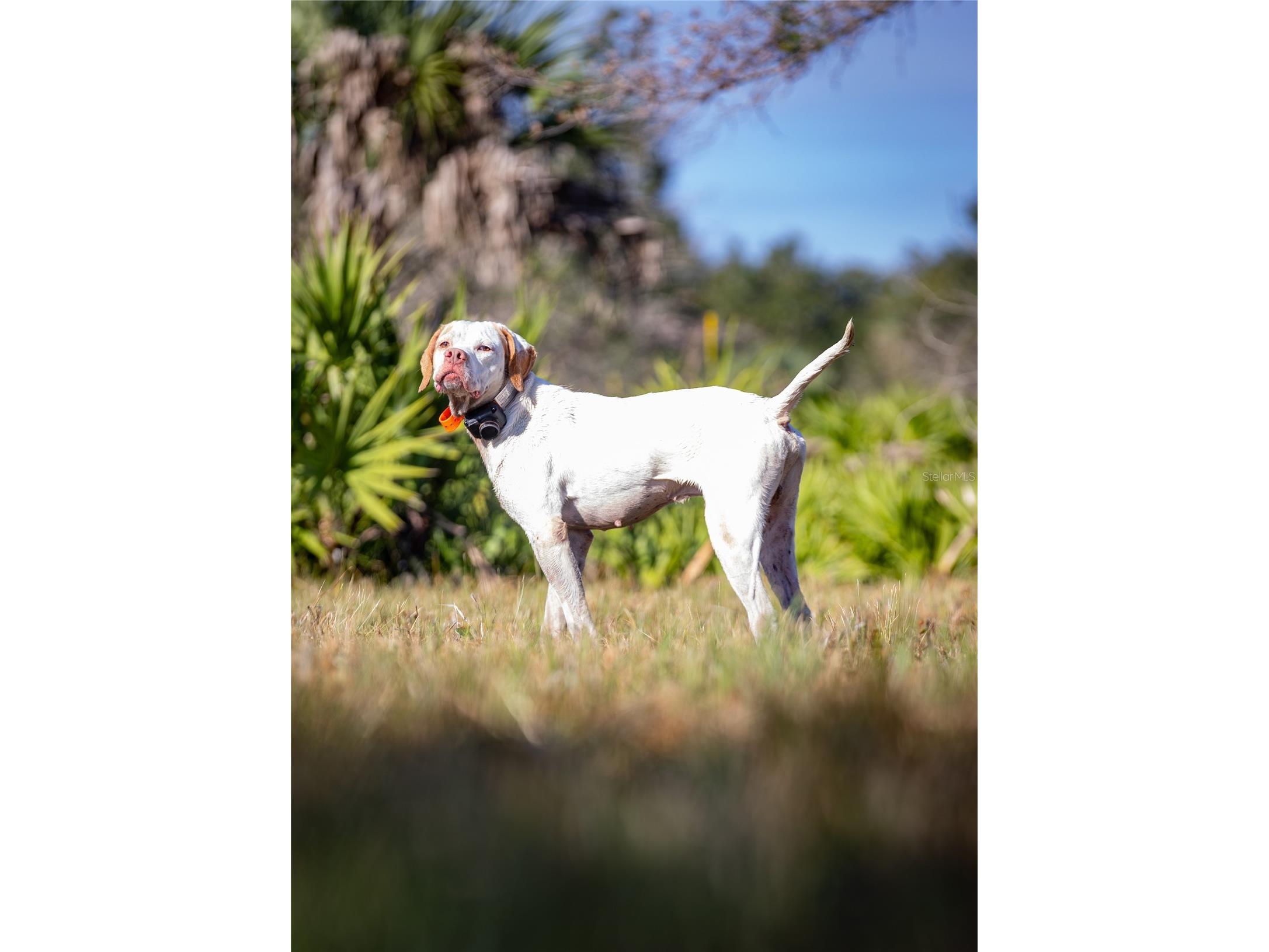 32801 Hwy 441 N #250 Okeechobee FL 34972 OK225811 image49
