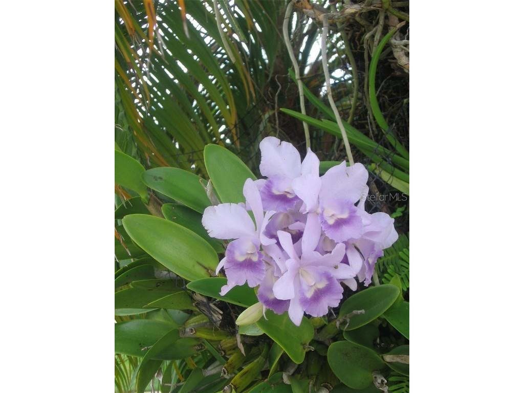 3284 Gorse Court Palm Harbor FL 34684 TB8415147 image10