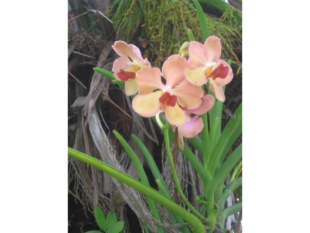 3284 Gorse Court Palm Harbor FL 34684 TB8415147 image11