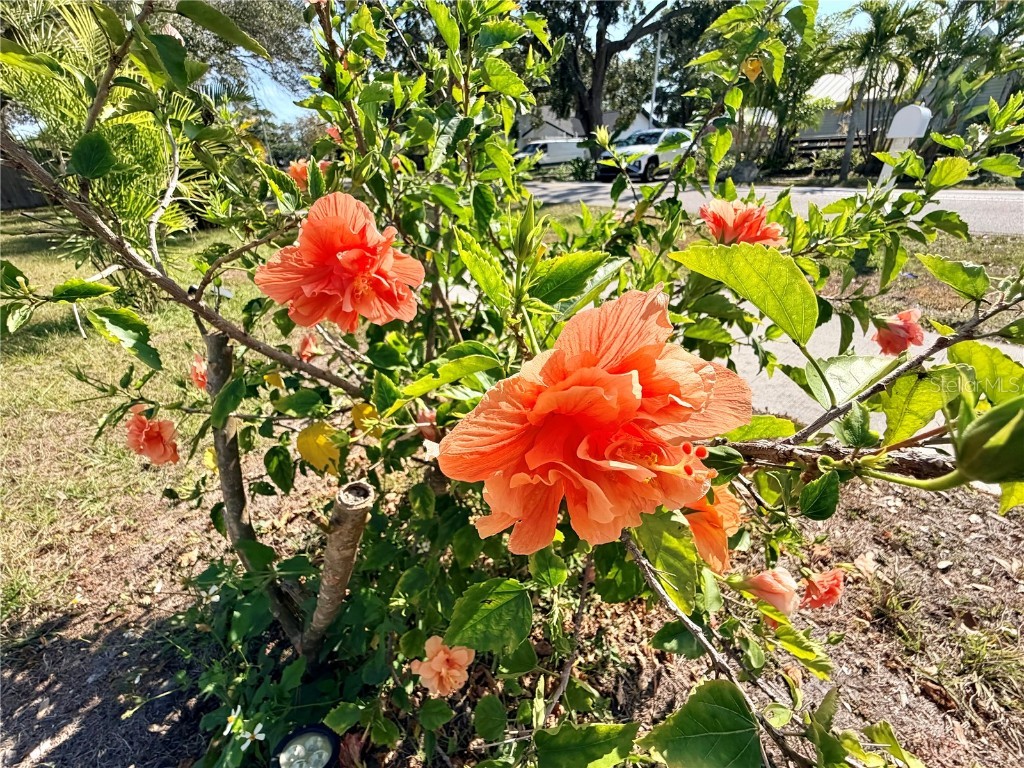 3295 Adrian Avenue Largo FL 33774 TB8454642 image8