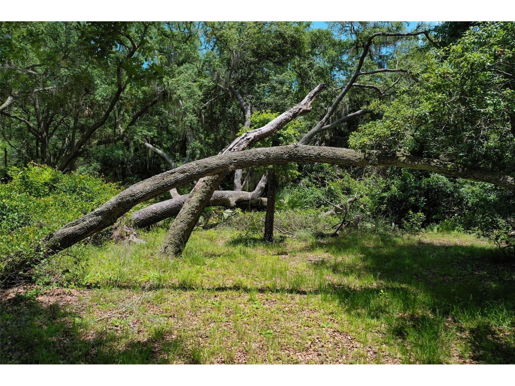 3296 N Old Dixie Highway Bunnell FL 32110 FC318844 image64
