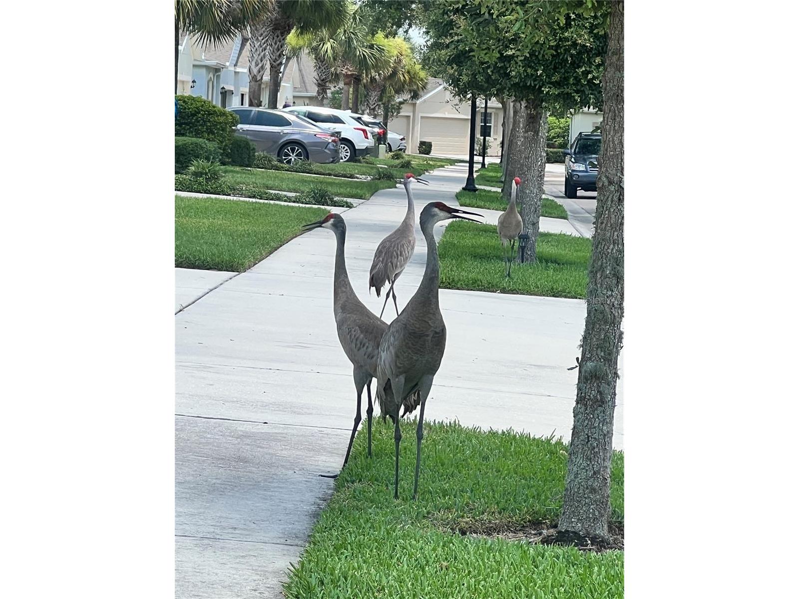 32995 Windelstraw Drive Wesley Chapel FL 33545 TB8517018 image19