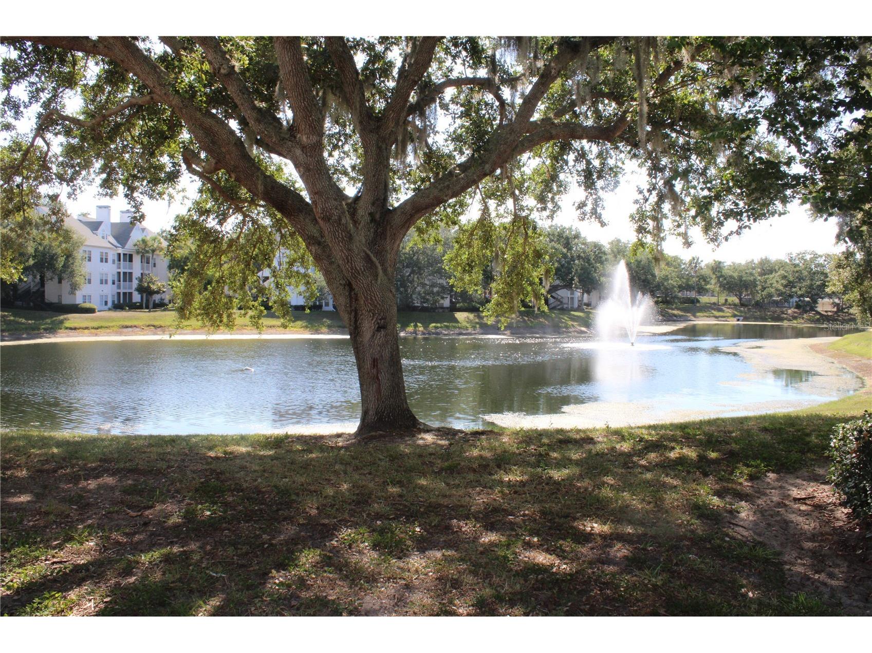 3300 Haviland Court #104 Palm Harbor FL 34684 TB8525551 image10