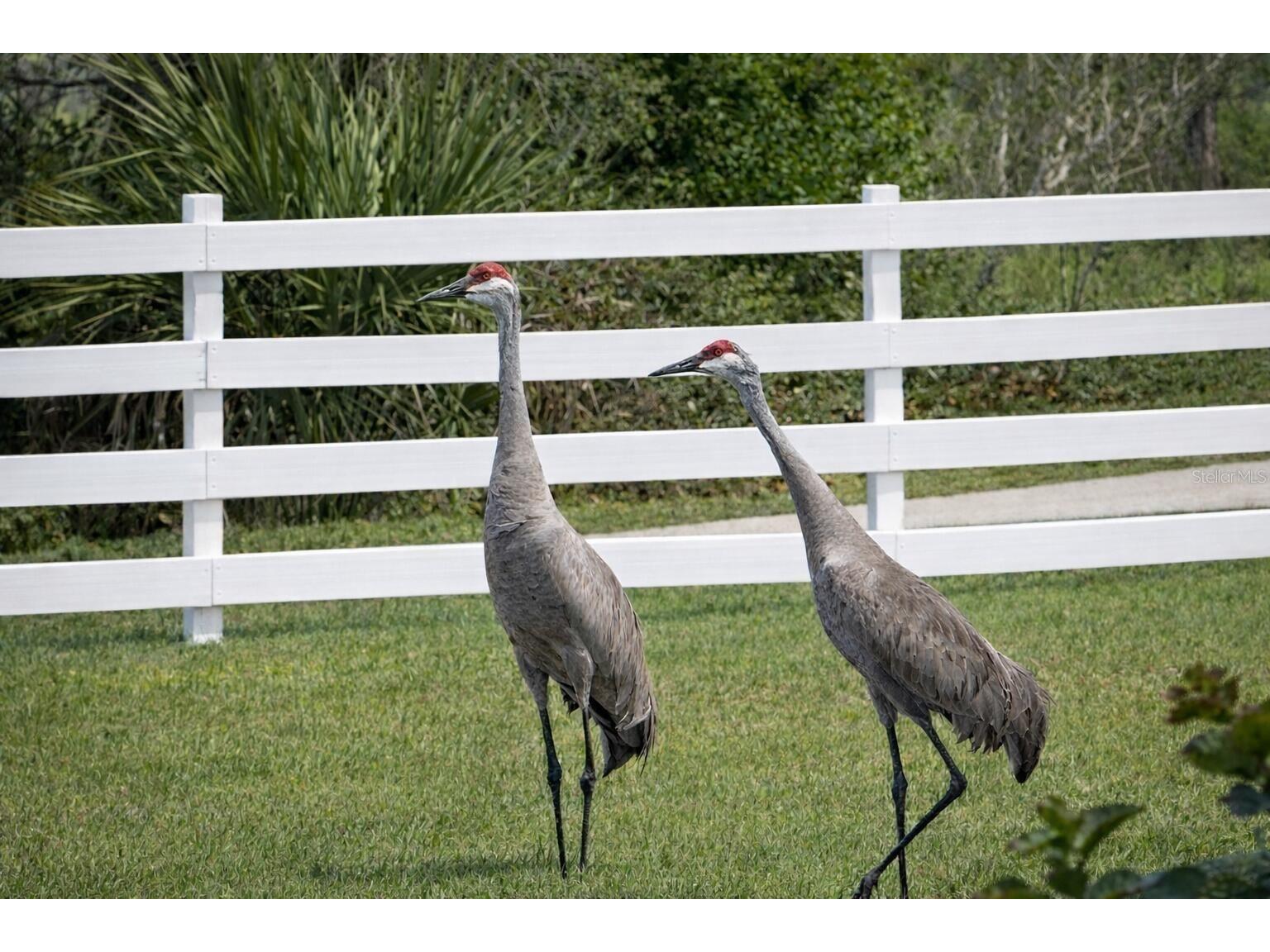 33015 Sahara Court Sorrento FL 32776 O6398415 image6