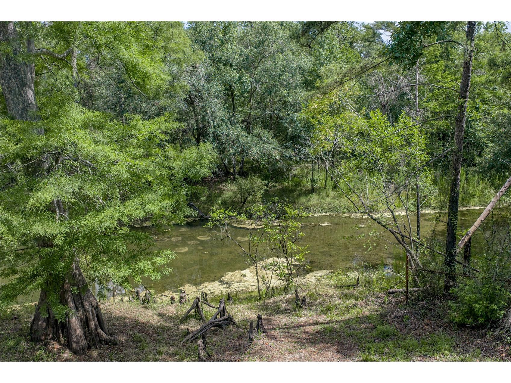 33065 Cedonia Road Dade City FL 33523 - WITHLACOOCHEE RIVER TB8519533 image37