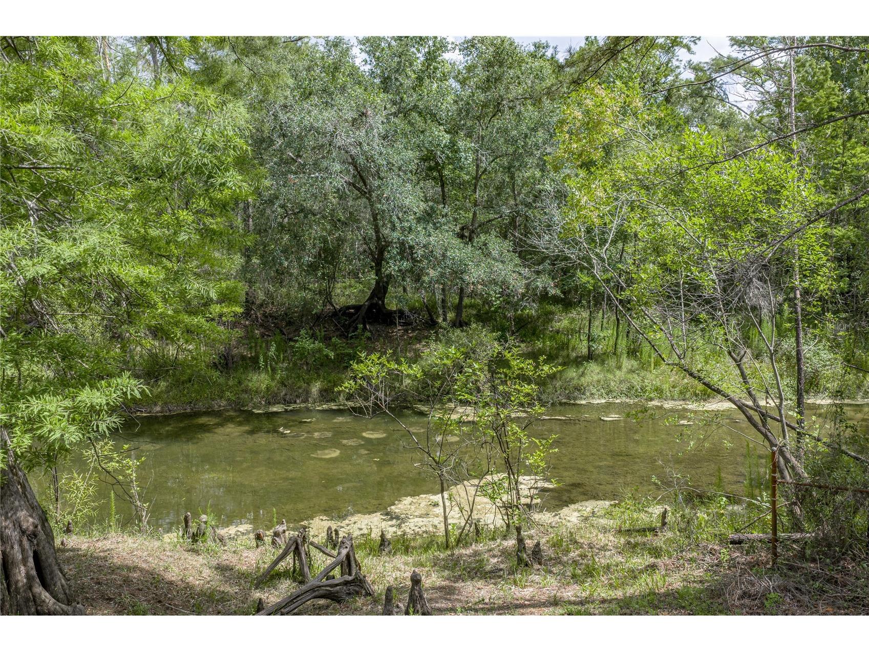 33065 Cedonia Road Dade City FL 33523 - WITHLACOOCHEE RIVER TB8519533 image38
