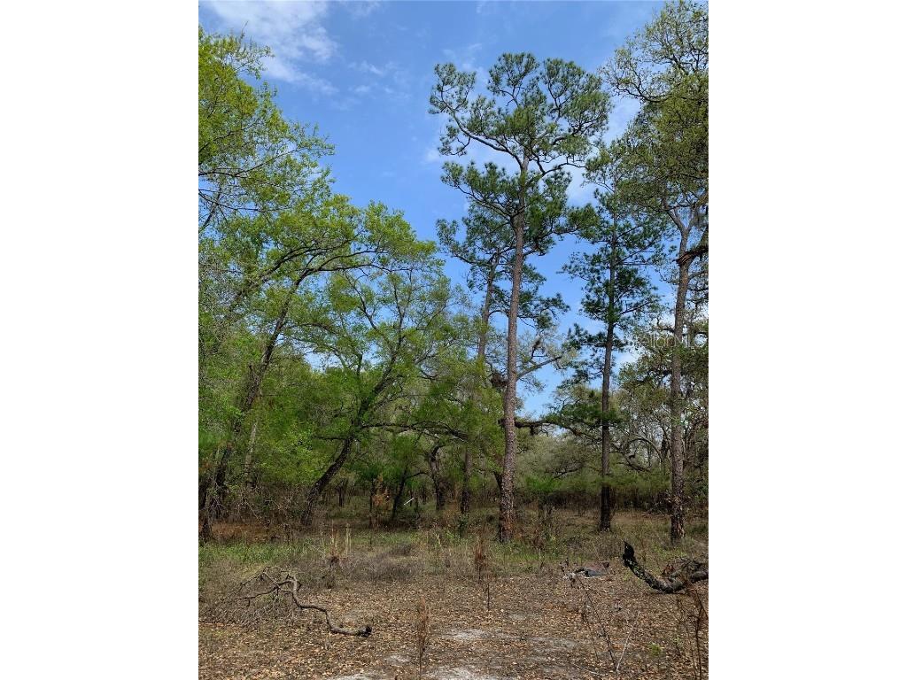 33074 Ranch Road Dade City FL 33523 A4667316 image4