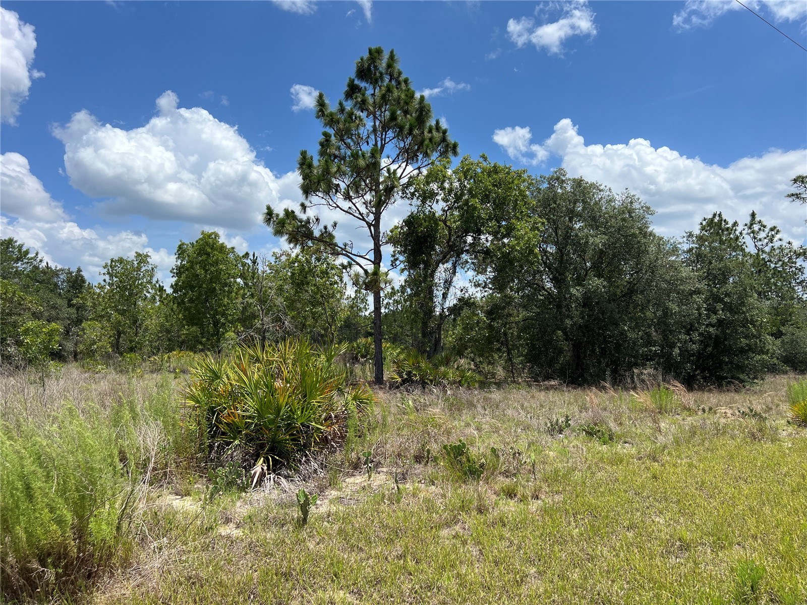 3309/3323 W Hampshire Boulevard Citrus Springs FL 34433 S5126959 image3