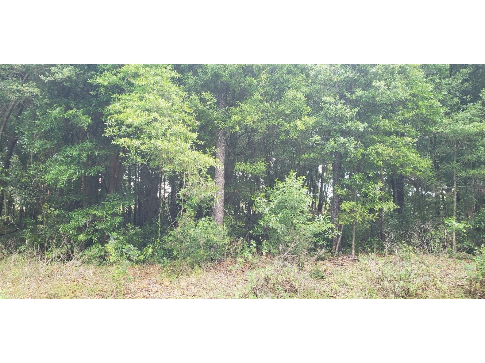 3310 SE 56th Street Ocala FL 34480 OM632899 image1