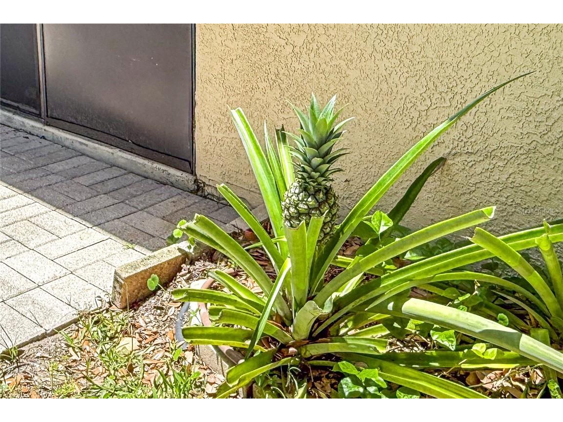 3311 39th Place W #1 Bradenton FL 34205 A4654948 image8