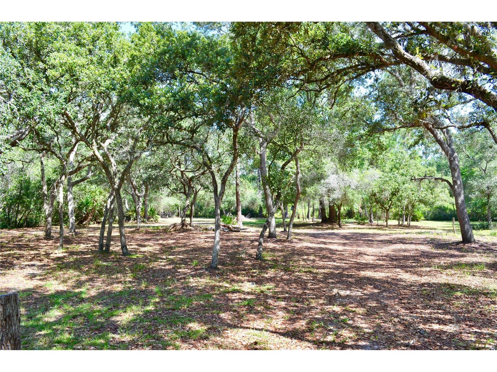 33135 Forest Ridge Road Deland FL 32720 V4949803 image6