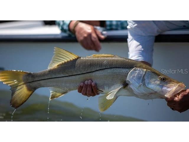 3314 Fernleaf Drive Hernando Beach FL 34607 TB8415551 image16