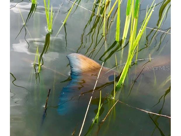 3314 Fernleaf Drive Hernando Beach FL 34607 TB8415551 image22