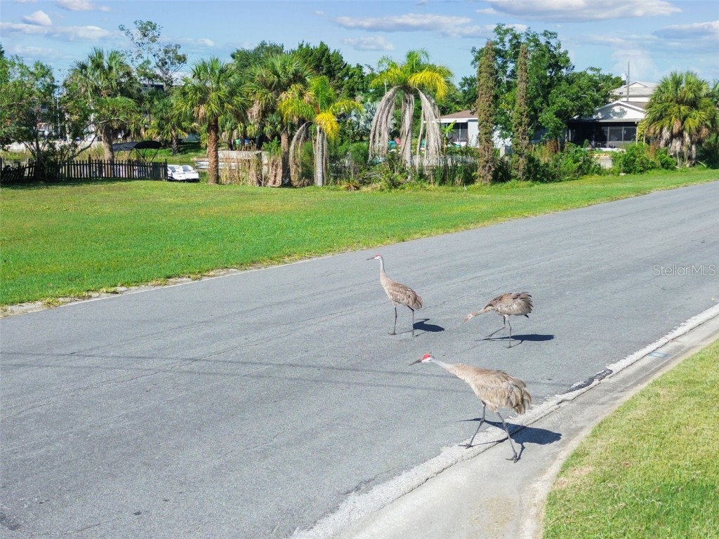 3314 Fernleaf Drive Hernando Beach FL 34607 TB8415551 image25